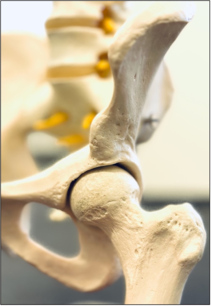 Figur viser model af venstre hofteled dybt i bækkenet